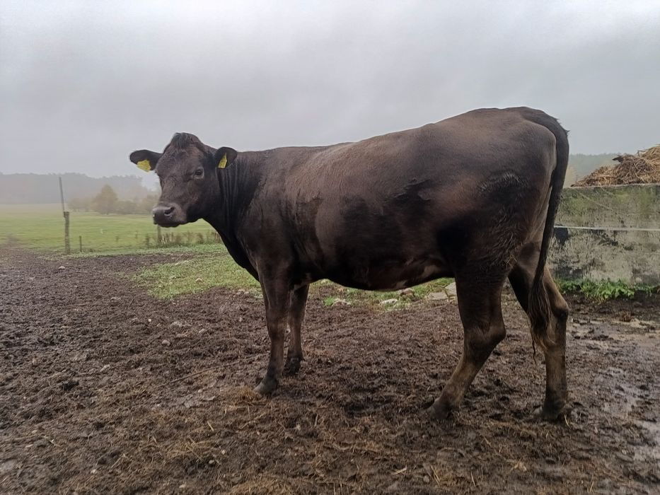 Sprzedam jałówkę MM cielna