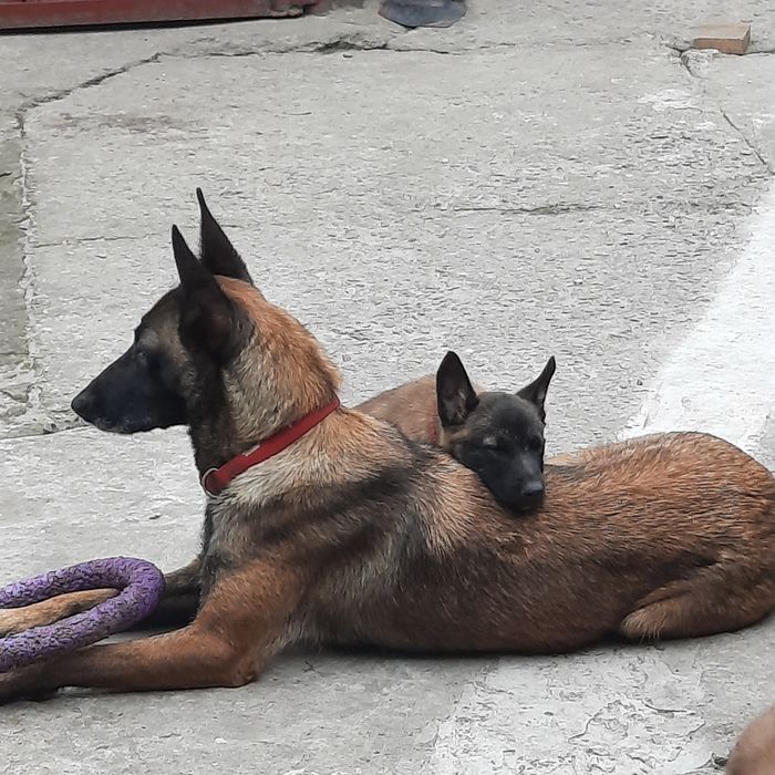 Бельгійська вівчарка