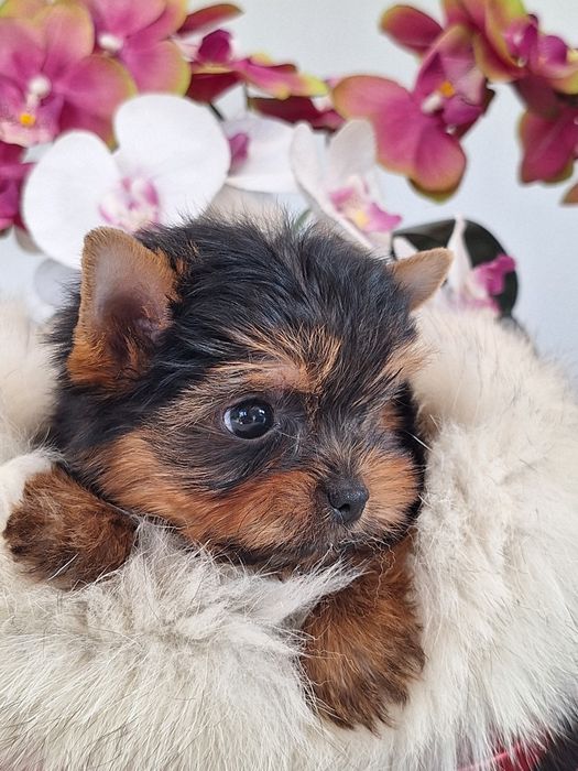 Yorkshire terrier mini mini z rodowodem odbioru ok.15 października