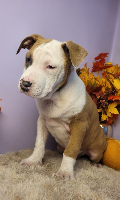 Cudowny szczeniak Amstaff!