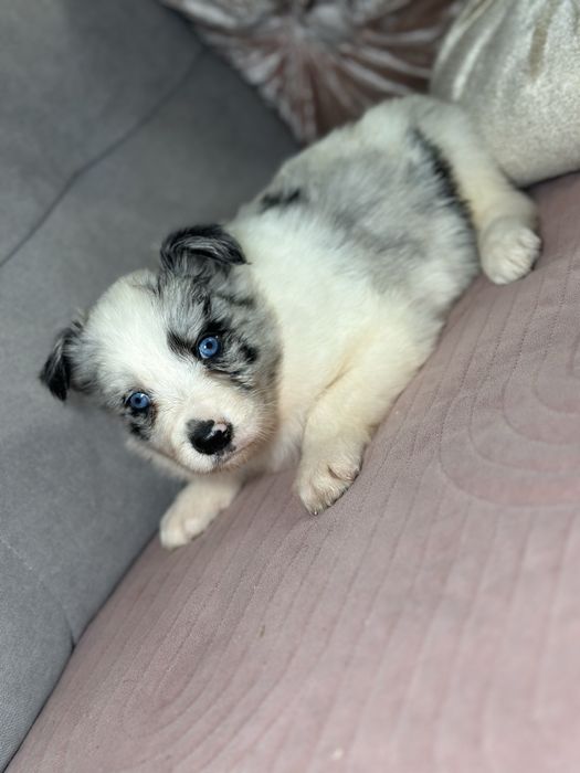 Suczka border collie blue merle do rezerwacji