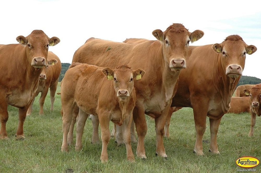 Skup bydla,koni,owiec,cieląt