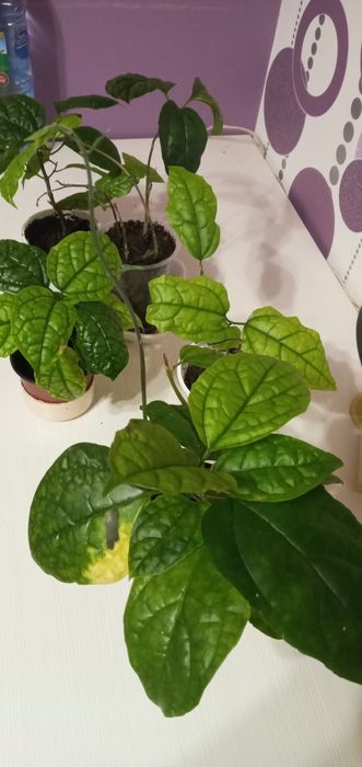 Продам , красивый Клеродендрум. Алое, 5 лет. Драцены 3года.