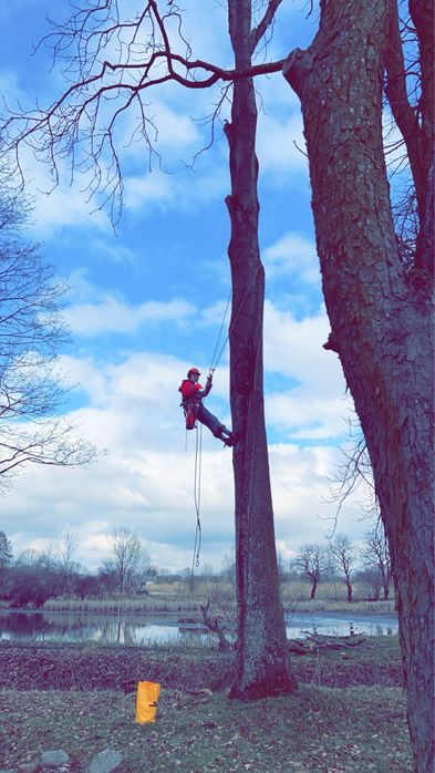 Alpinistyczna wycinka  i pielegnacja drzew/Czyszczenie dzialek