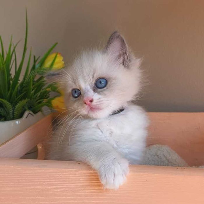 EGON - łagodny i radosny kocurek rasy Ragdoll.