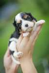 Cavalier King Charles Spaniel - sunia tricolor - Lulu L’Amour