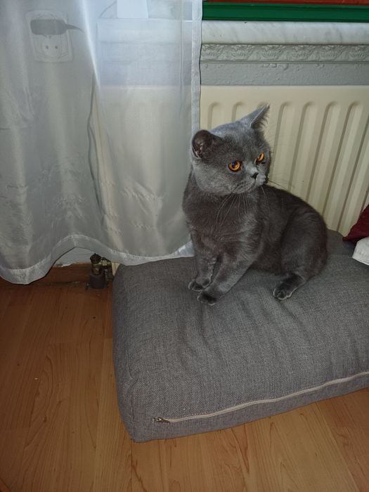 Lioliuś szuka dobrego przyjacioła