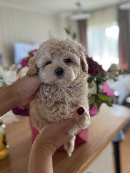 Мальтипу мини девочка ф1