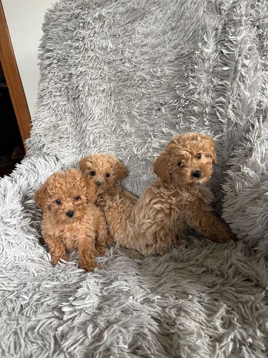 Maltipoo po maltance i pudlu toy  prześliczne  mini z hodowli okazja