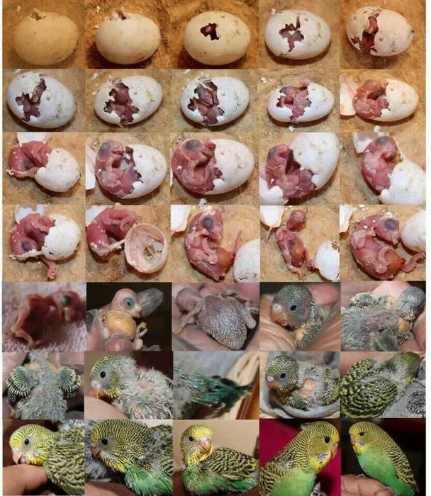 Vendo piriquitos bebés meiguinhos