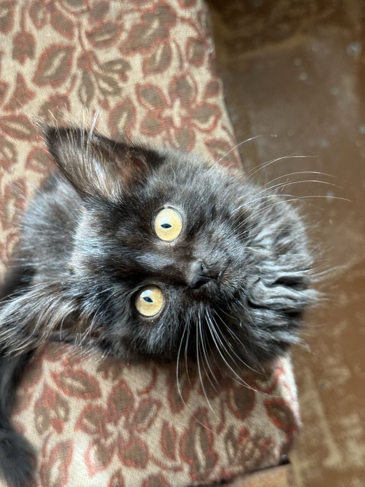 Активний котик в пошуках родини