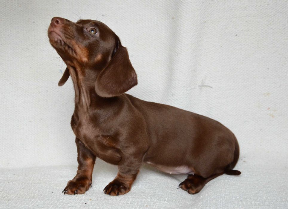 Jamnik czekoladowy - suczka