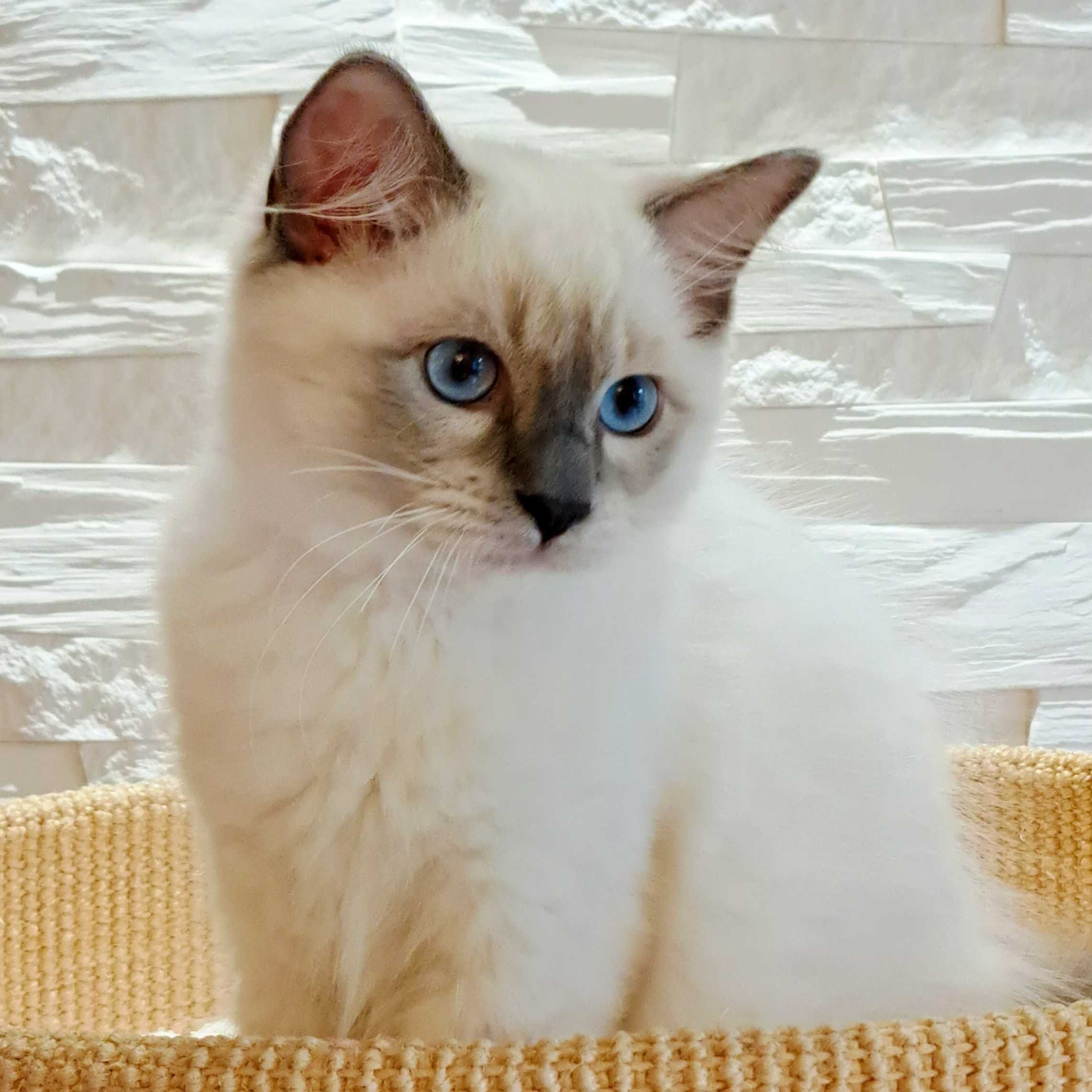 Ragdoll EMILIAN międzynarodowy rodowód FPL, gotowy do odbioru