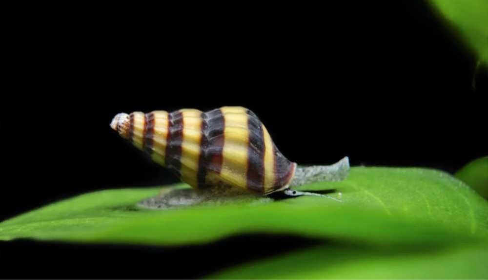 Helenas jovens os caracois obrigatorios num aquario