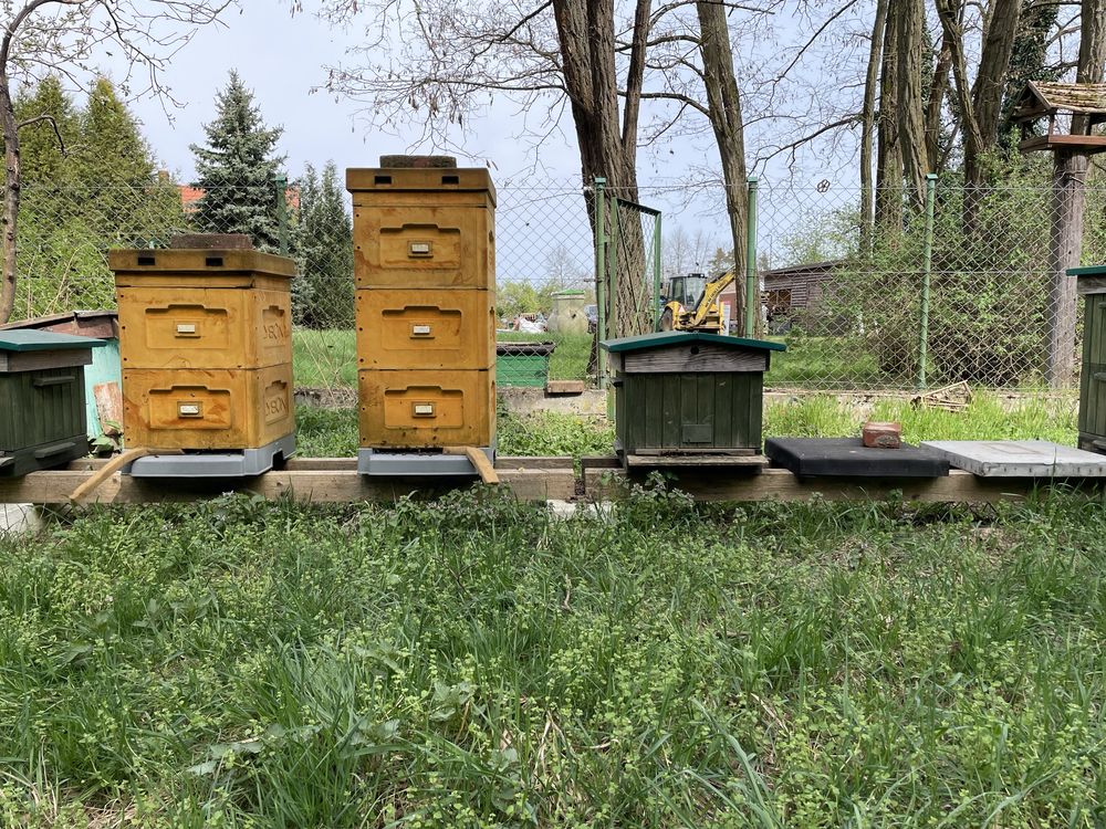 Rodziny pszczele i ule wielkopolskie