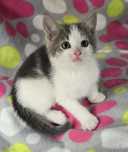 Maine coon mix Kot Brytyjski  adopcja kociak kotka  maluch