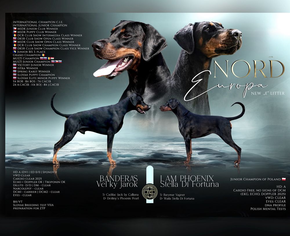 Doberman FCI/ ZKwP