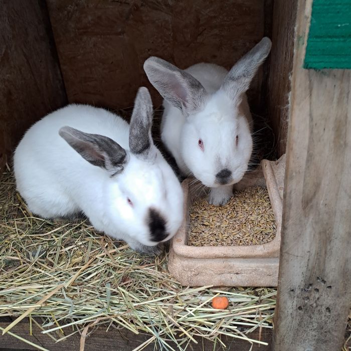 Króliki kalifornijskie