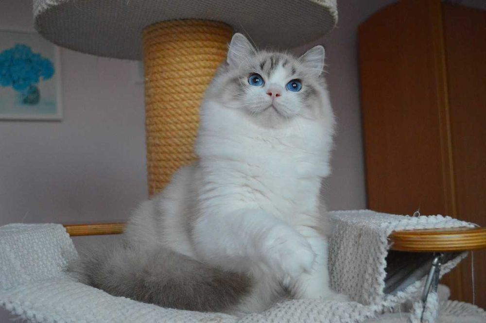 Madison,cudowna w typie koteczka wystawowo-hodowlana