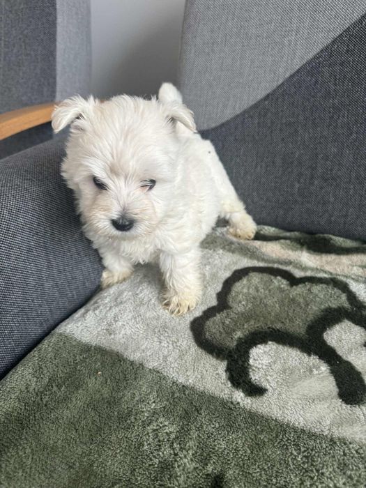 Śliczna Sunia West Highland White Terrier Gotowa Do Odbioru