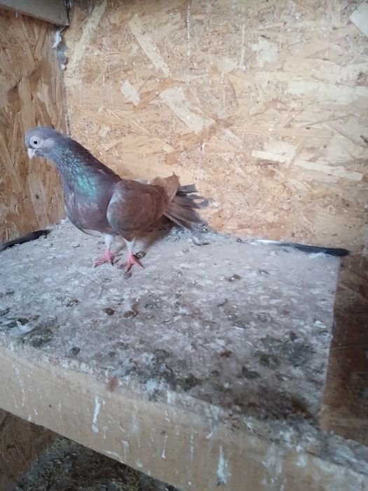 Gołębie zamojskie -zamiana