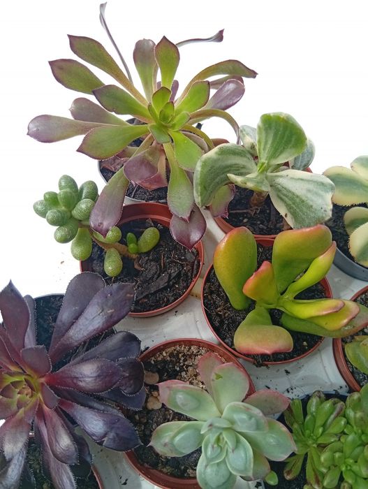 Suculentas 20 unidades