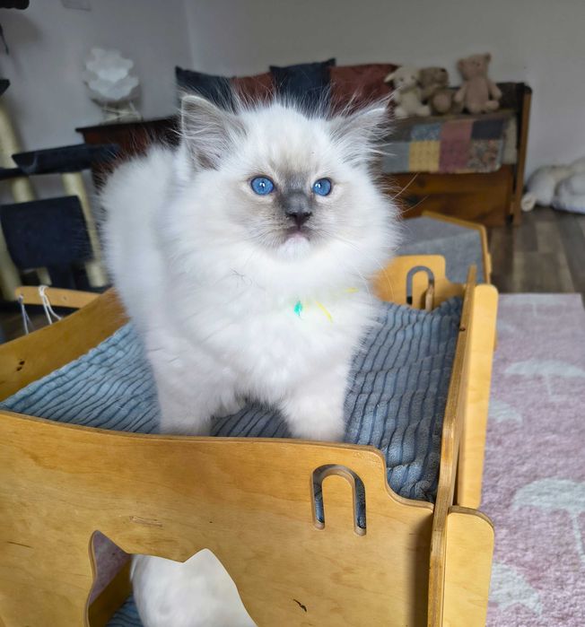 Uroczy kocurek Ragdoll szuka kochającego domu