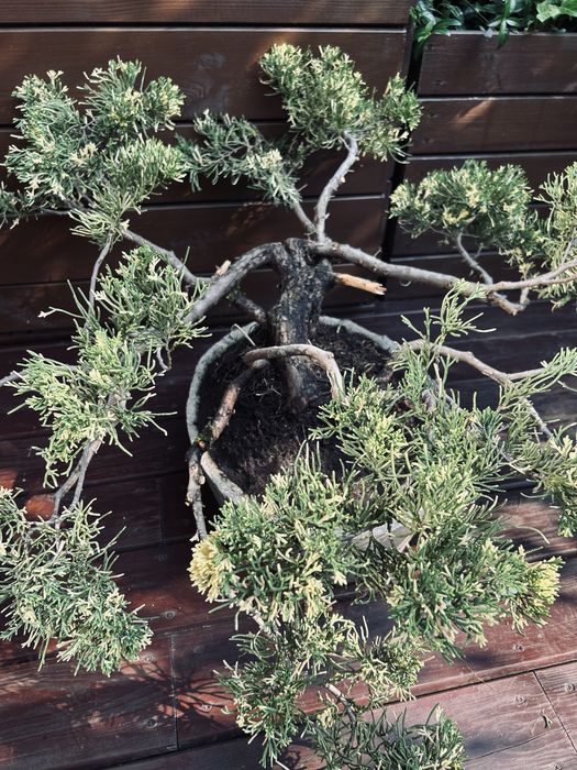 Bonsai z jałowca w ręcznie wykonanej betonowej donicy
