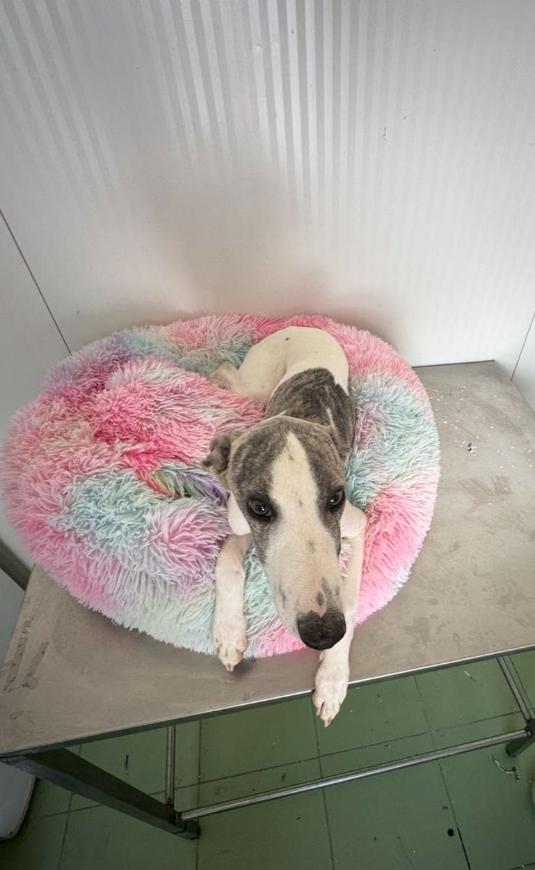 Galguinho whippet.