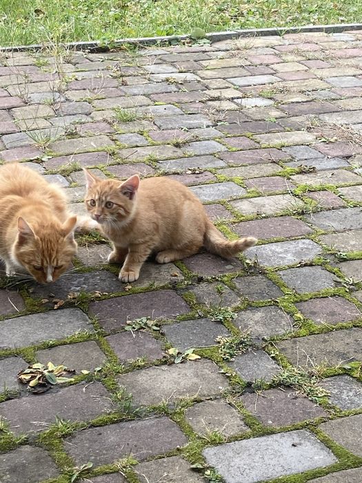 Руденький котик шукає сімʼю