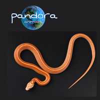 Змія маїсовий полоз Pantherophis guttatus ручна 4. Великий вибір.