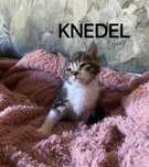 Knedel, Pampuch i Łazanka cudne kociaki do adopcji
