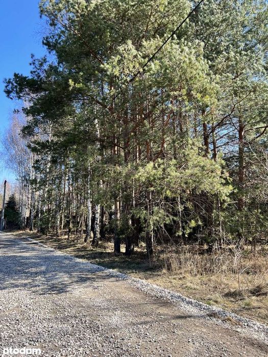 2000 m² pięknej, częściowo zalesionej działki budowlanej.