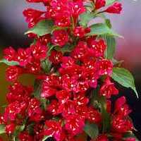 Вейгела Ред Принц з яскраво червоними квітами