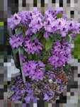 2x Rododendron fioletowy różowy