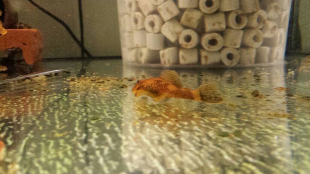 Ancistrus Sp. CALICO tzw LDA 16 zbrojnik glonojad