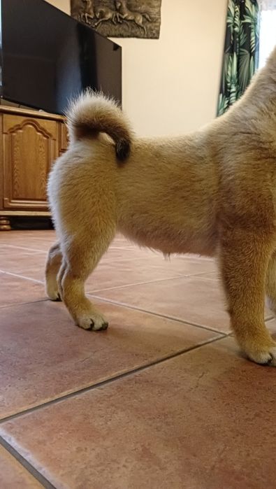 Shiba Inu czerwona suczka Wrzosowa Zagroda FCI ZKwP