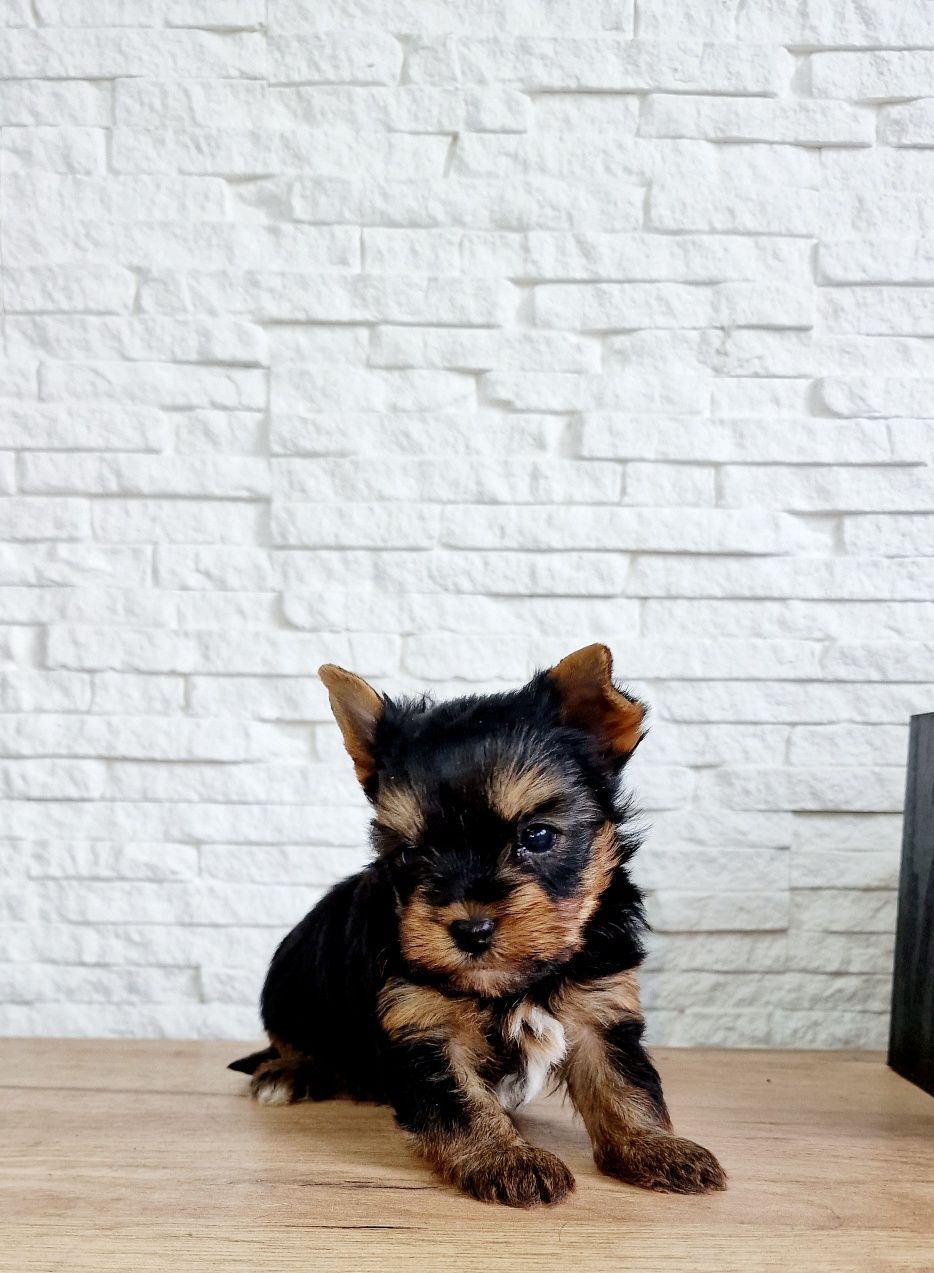 Yorkshire Terrier piesek mini