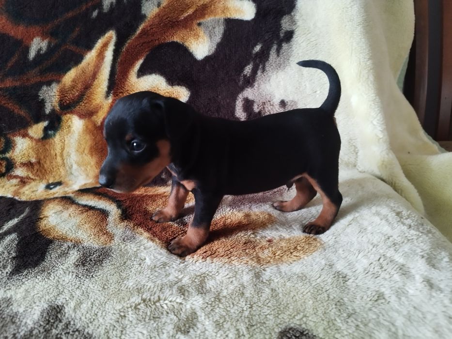 Pinczer miniaturowy szczeniak ostatnie