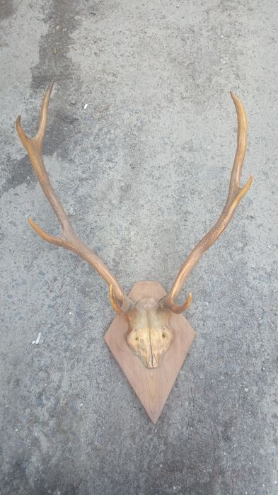 Роги оленя на подарок)