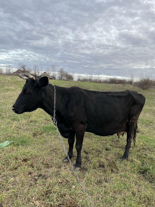 Корова, вік 10років