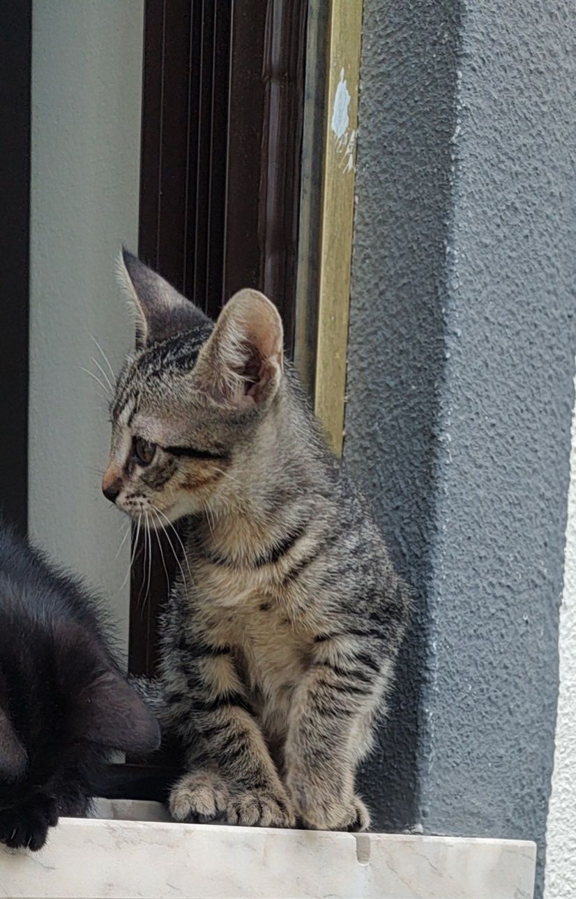 Dá-se gatinha tigrada - 2 meses