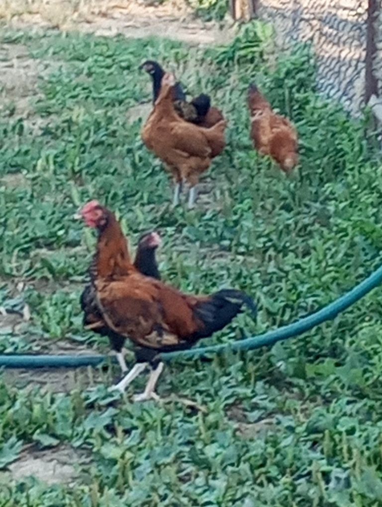 Vendo granizas e granizos