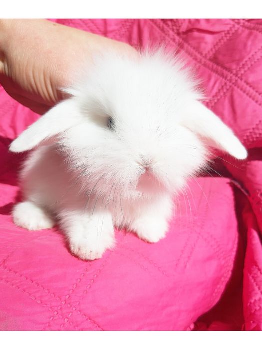 Карликовые минтатюрные декорат.торчеухие и вислоухие кролики и клетки