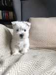 West highland white terrier