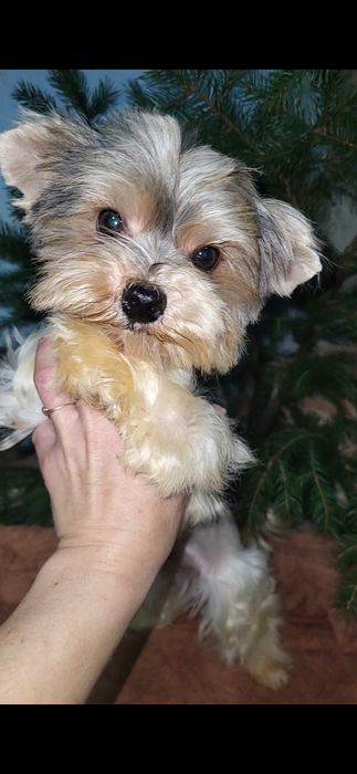 Бівер-йорк. Дівчинка. Міні.