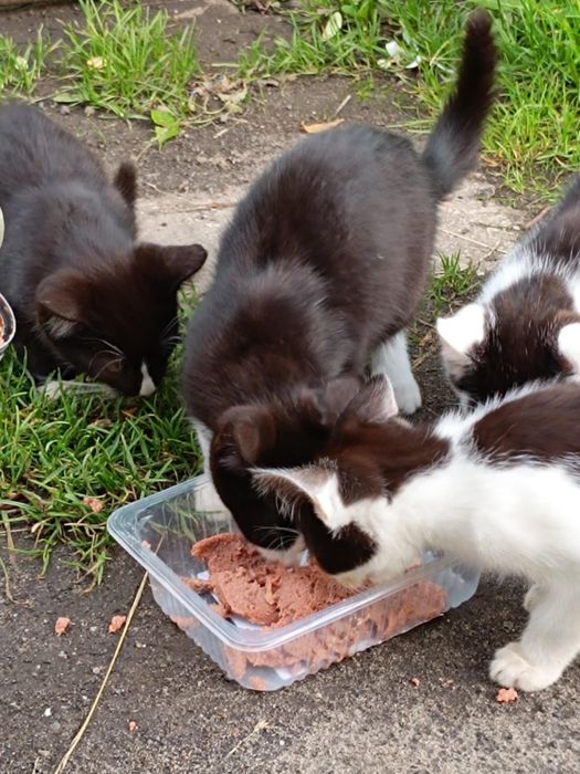 Kociaki czekają na bezpieczne domki