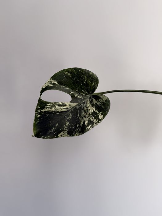 Monstera mint.