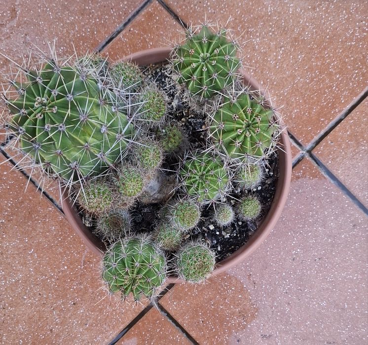 Kaktus białokwietny