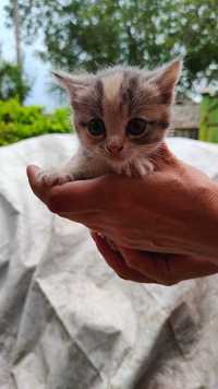 Ищет семью дом котенок кошечка возраст 1 месяц харьков кот